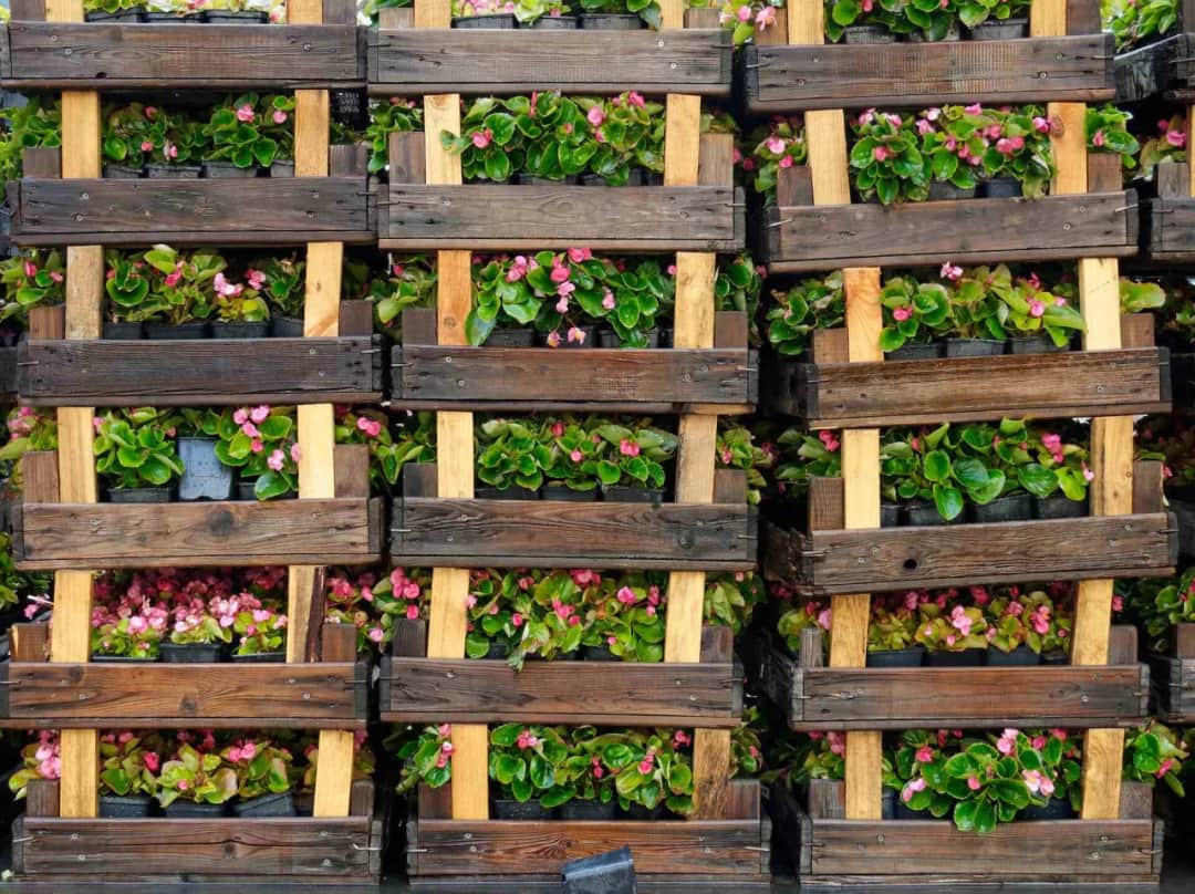 Kwiaty do kwietnika z palet: wybierz idealne rośliny!