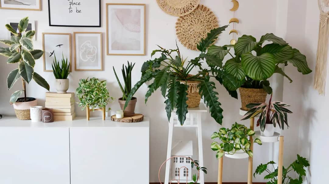 Idealne kwiaty do kwietnika: domowa dżungla i balkonowa oaza