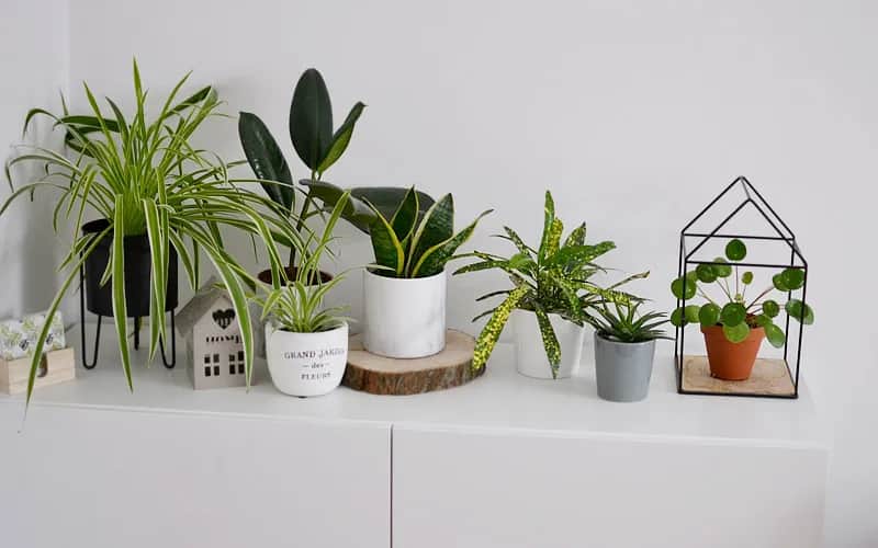 Idealne rośliny na kwietnik: wybierz i zaaranżuj swoją miejską dżunglę